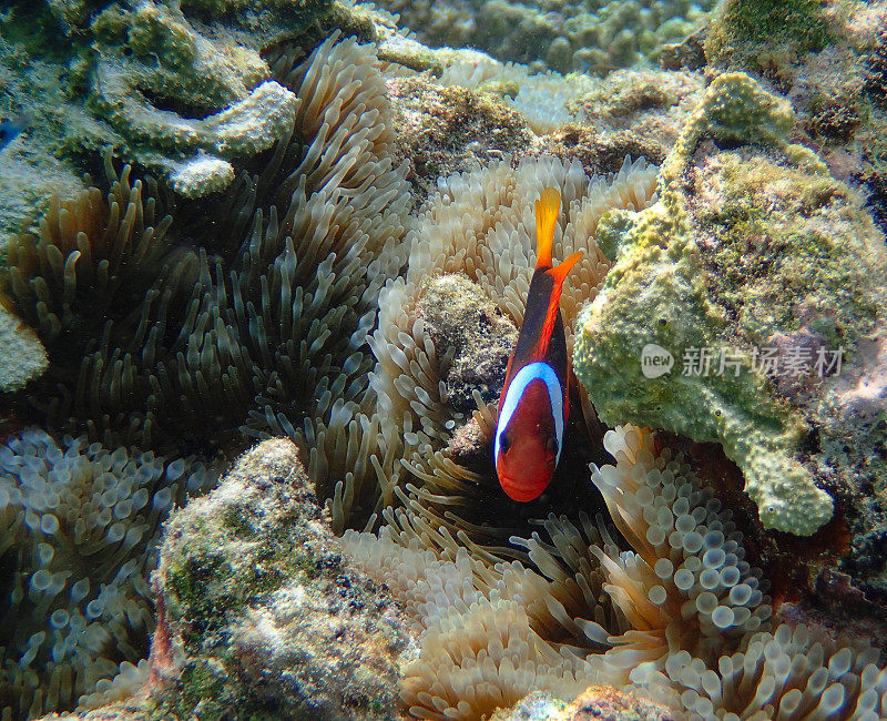 肉桂小丑鱼(Amphiprion melanopus)靠近它的海葵